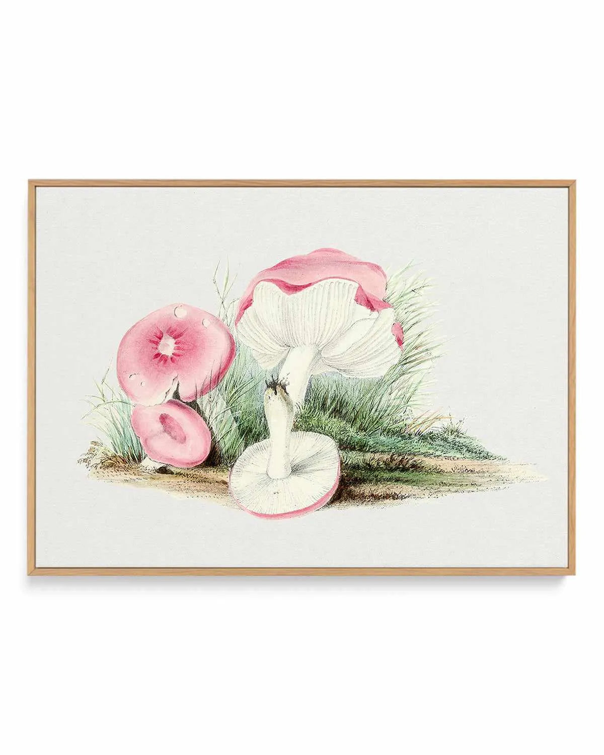 Pink Vintage Mushroom Illustration | Framed Canvas Art Print from Olive et Oriel where you can shop wallpaper and artworks online