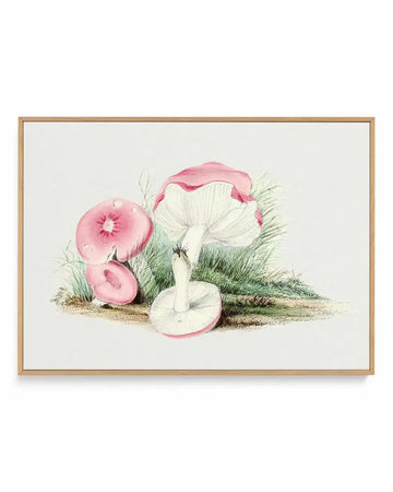 Pink Vintage Mushroom Illustration | Framed Canvas Art Print from Olive et Oriel where you can shop wallpaper and artworks online