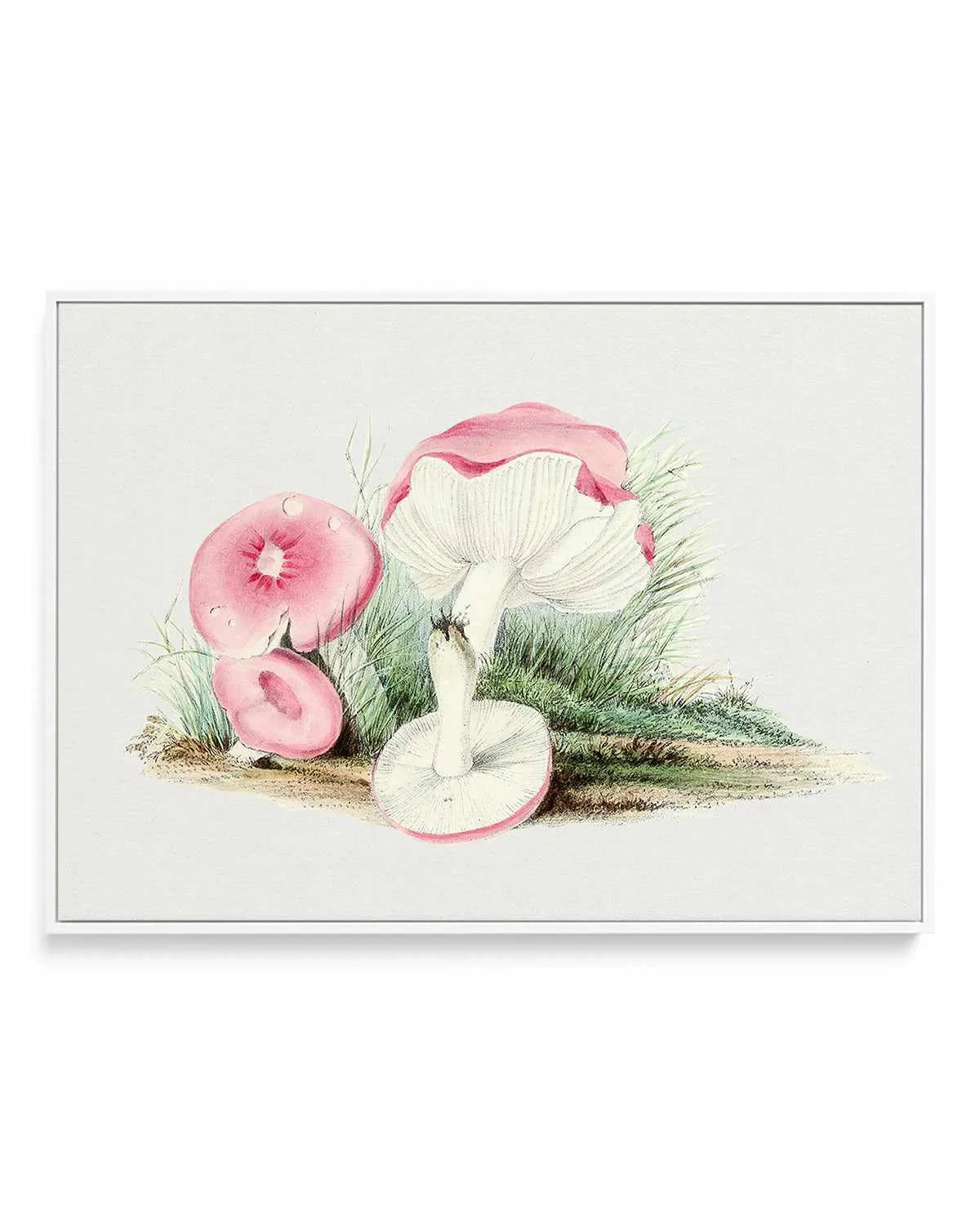 Pink Vintage Mushroom Illustration | Framed Canvas Art Print from Olive et Oriel where you can shop wallpaper and artworks online