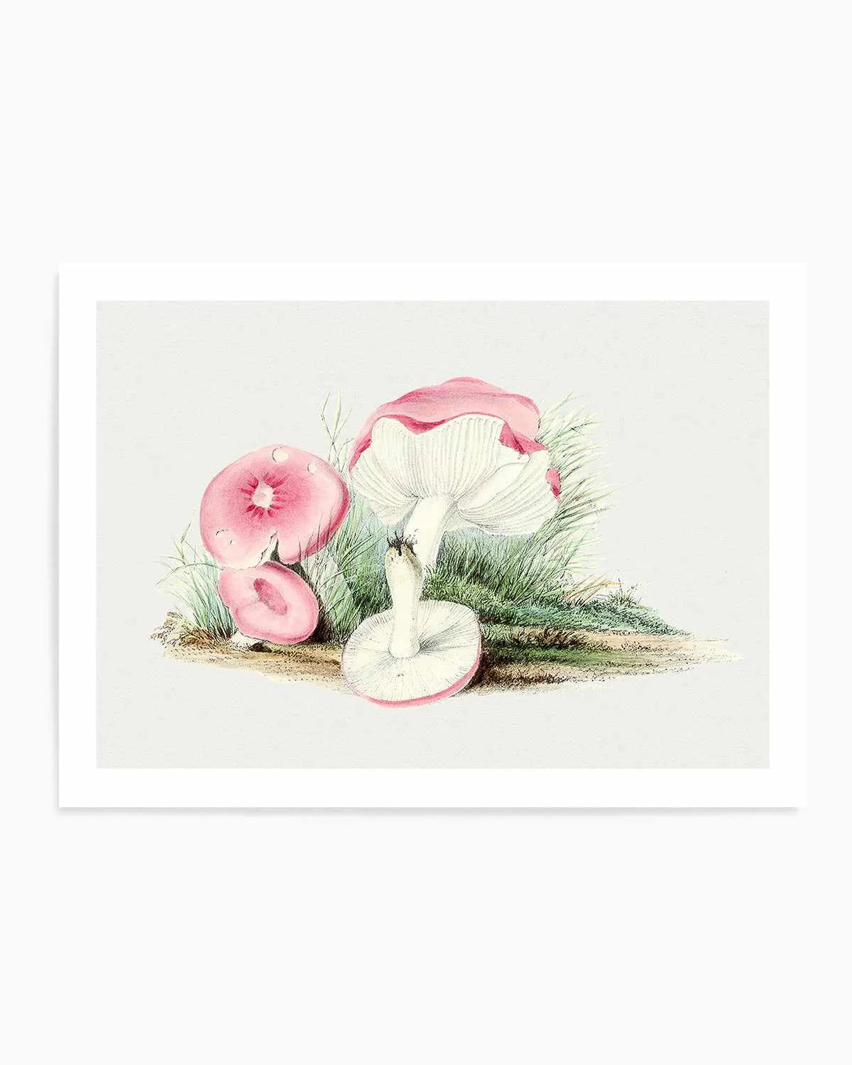 Pink Vintage Mushroom Illustration Art Print from Olive et Oriel where you can shop wallpaper and artworks online