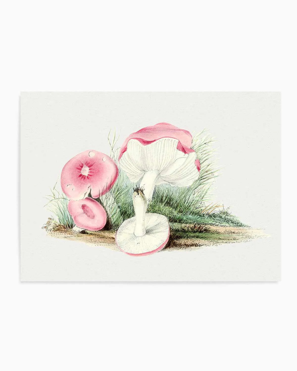 Pink Vintage Mushroom Illustration Art Print from Olive et Oriel where you can shop wallpaper and artworks online