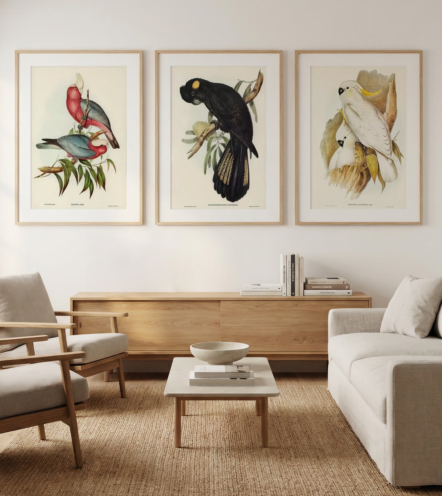 Pink Gallah, Yellow Tailed Black Cockatoo & Yellow Crested Cockatoo Vintage Australian Bird | 3 Piece Wall Art Set