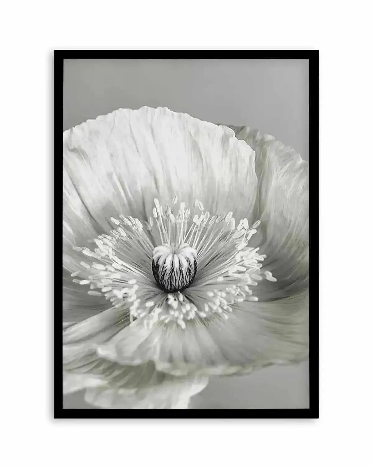 Poppy I | B&W Art Print from Olive et Oriel where you can shop wallpaper and artworks online