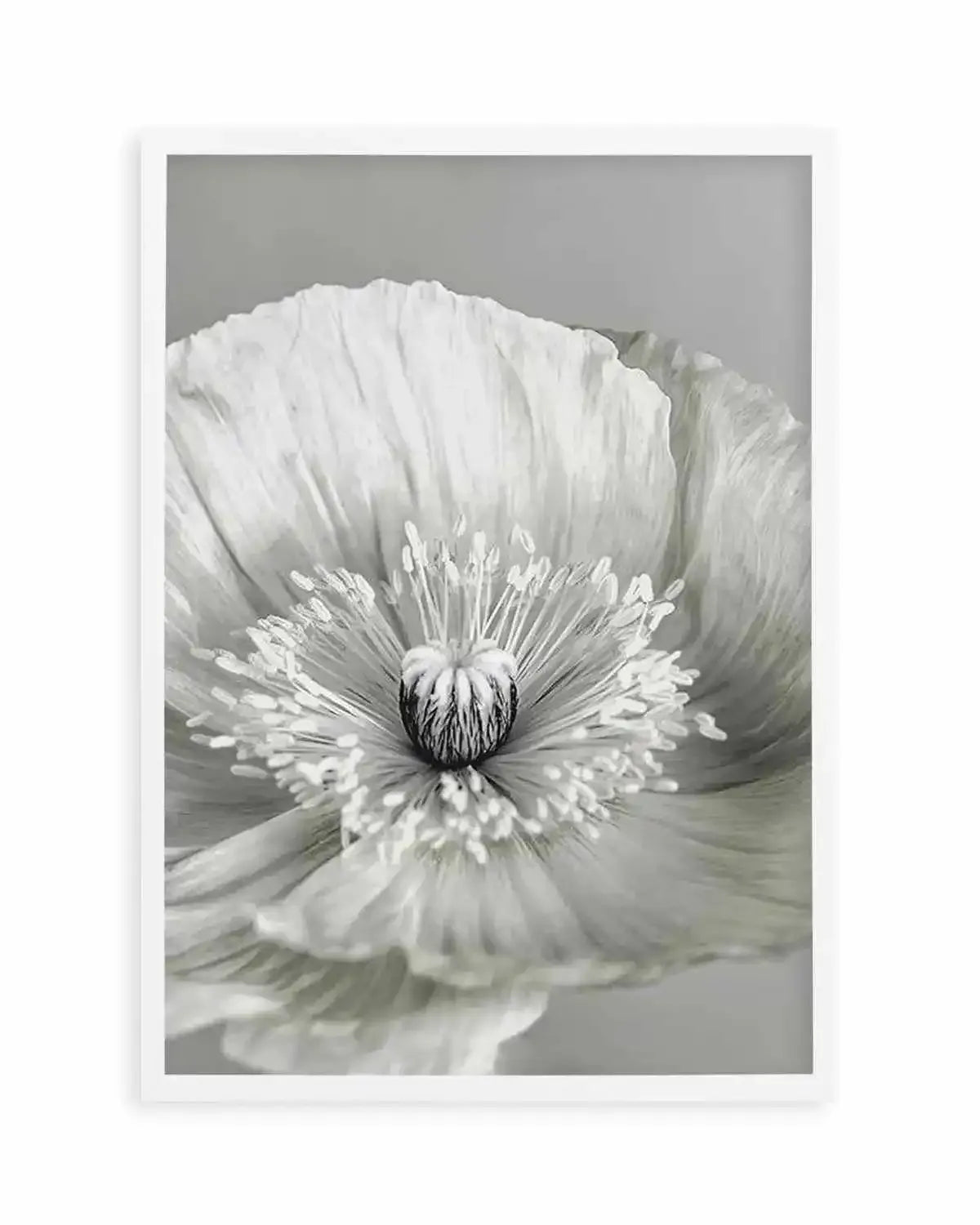 Poppy I | B&W Art Print from Olive et Oriel where you can shop wallpaper and artworks online