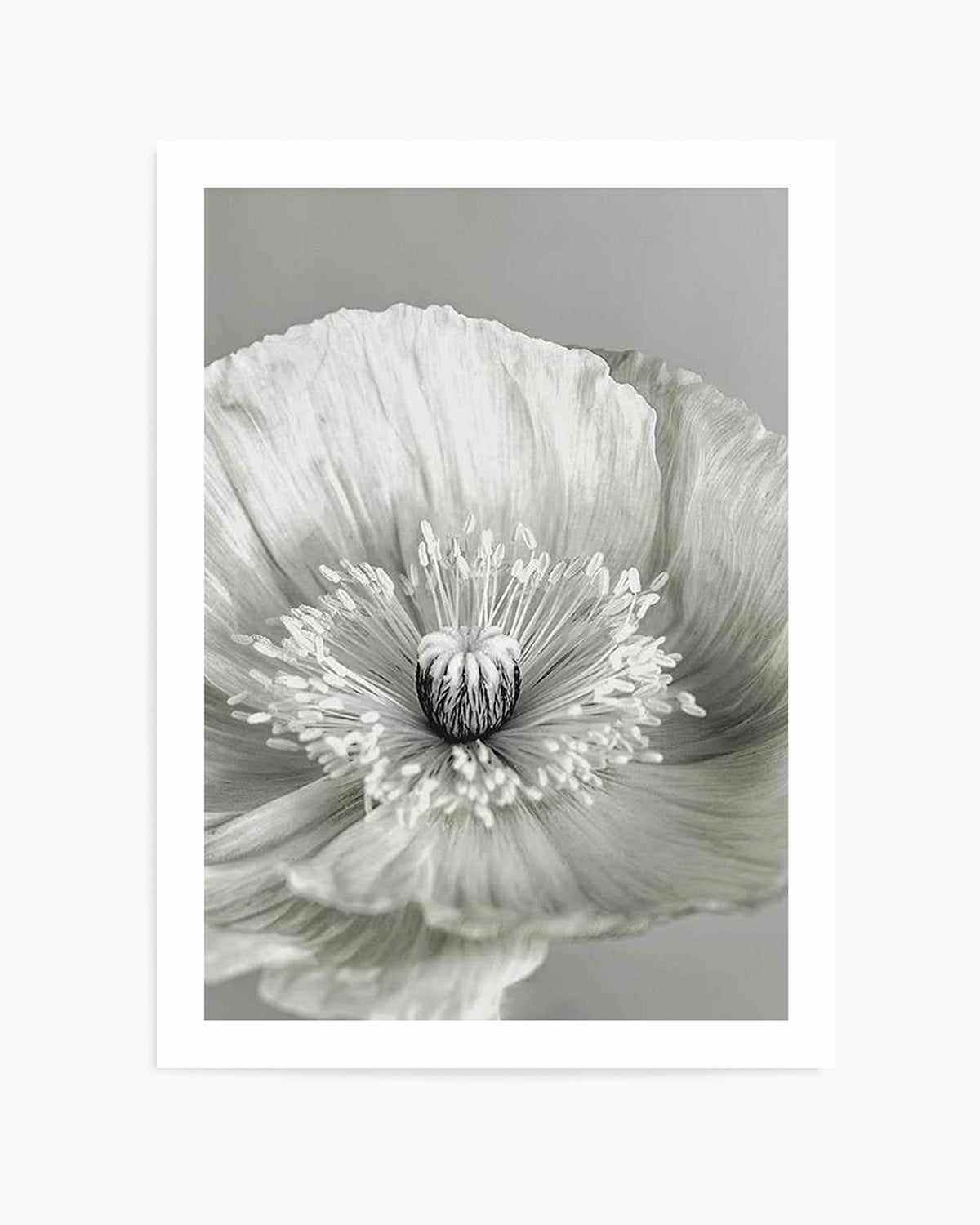 Poppy I | B&W Art Print