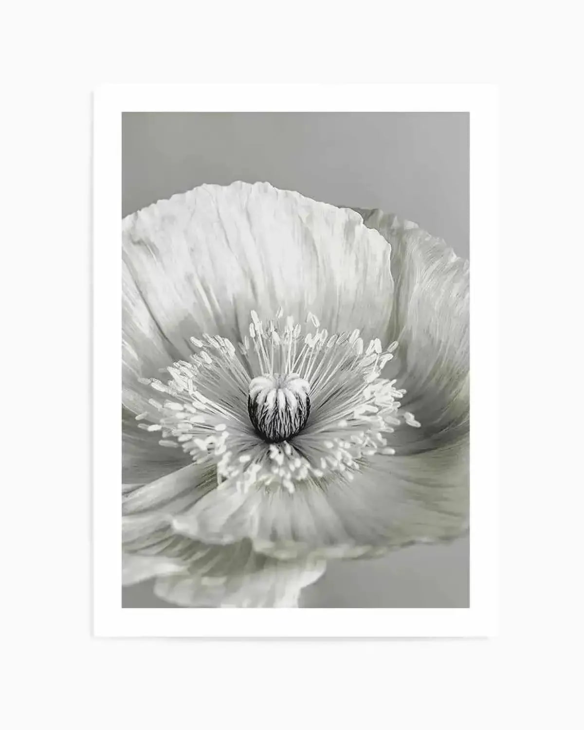 Poppy I | B&W Art Print from Olive et Oriel where you can shop wallpaper and artworks online