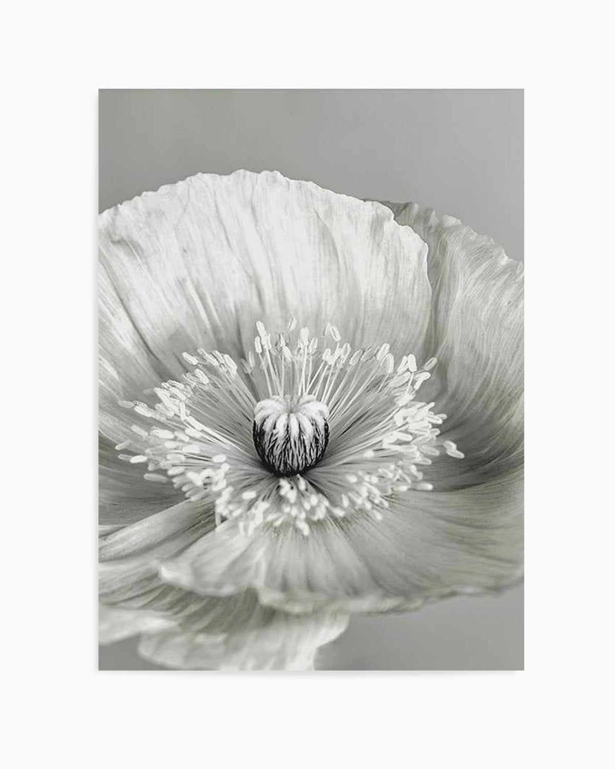 Poppy I | B&W Art Print