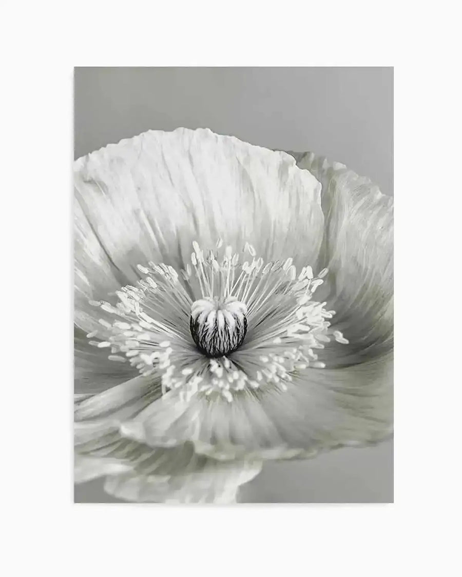 Poppy I | B&W Art Print from Olive et Oriel where you can shop wallpaper and artworks online