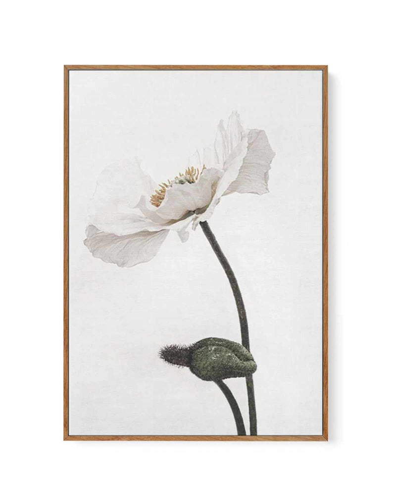 SALE | White Poppy III | Walnut | Framed Canvas