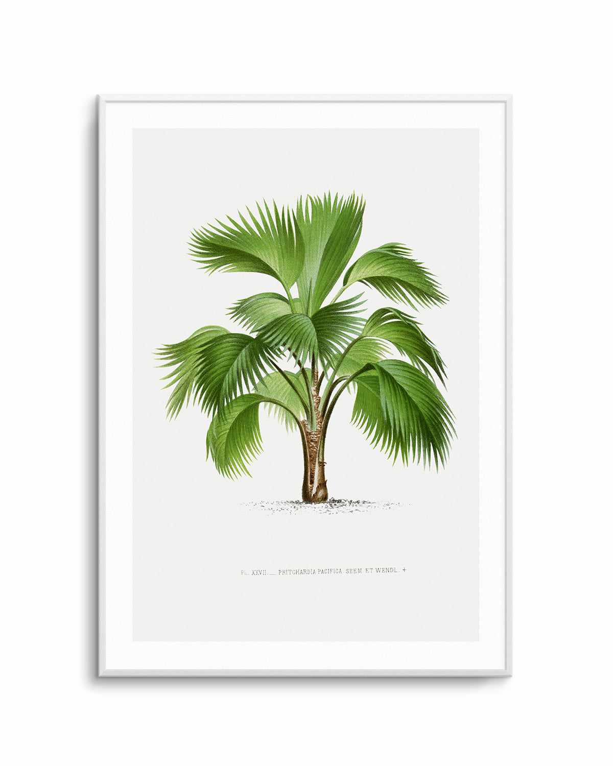 Pritchardia Pacifica Vintage Palm Poster Art Print