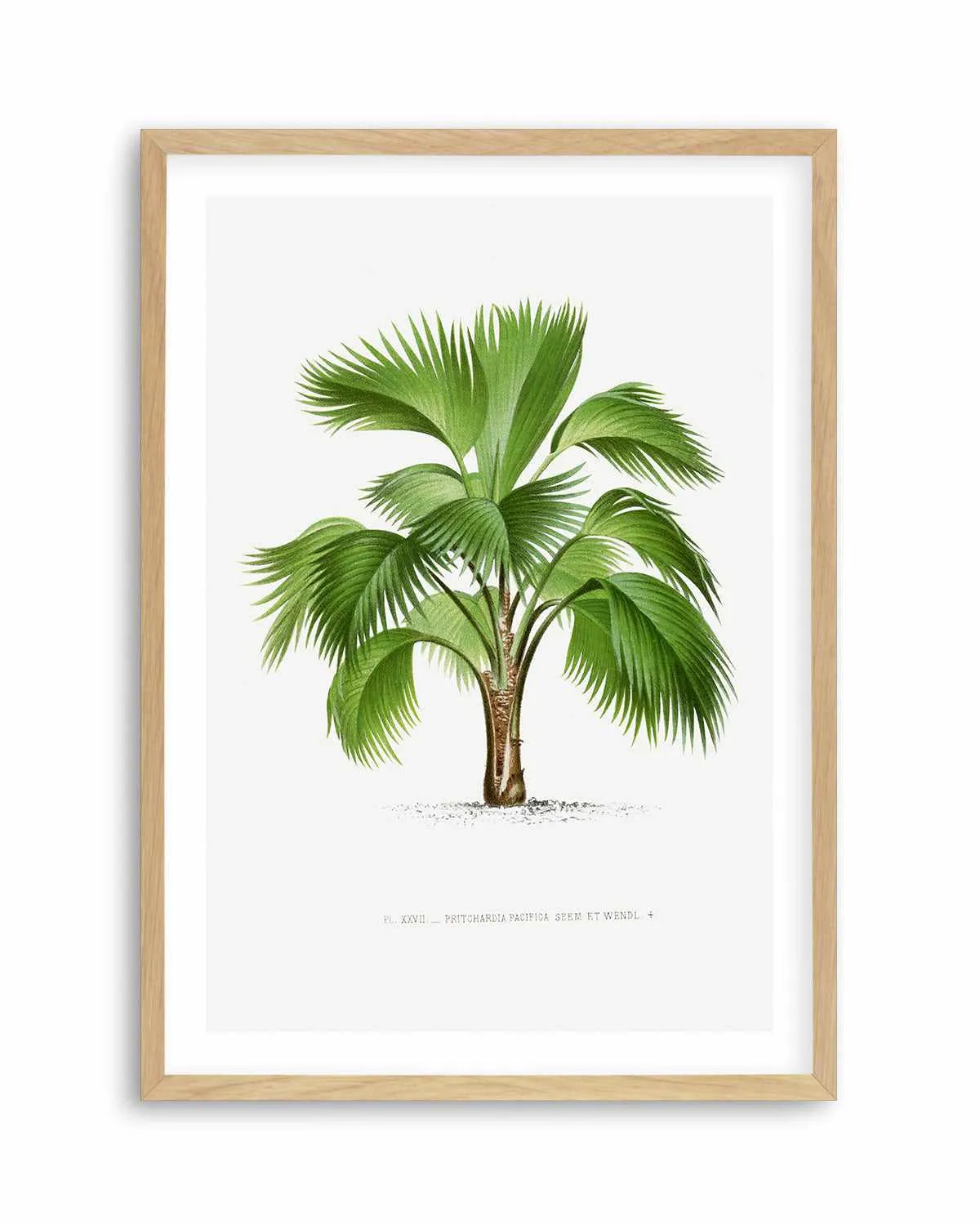Pritchardia Pacifica Vintage Palm Poster Art Print from Olive et Oriel where you can shop wallpaper and artworks online