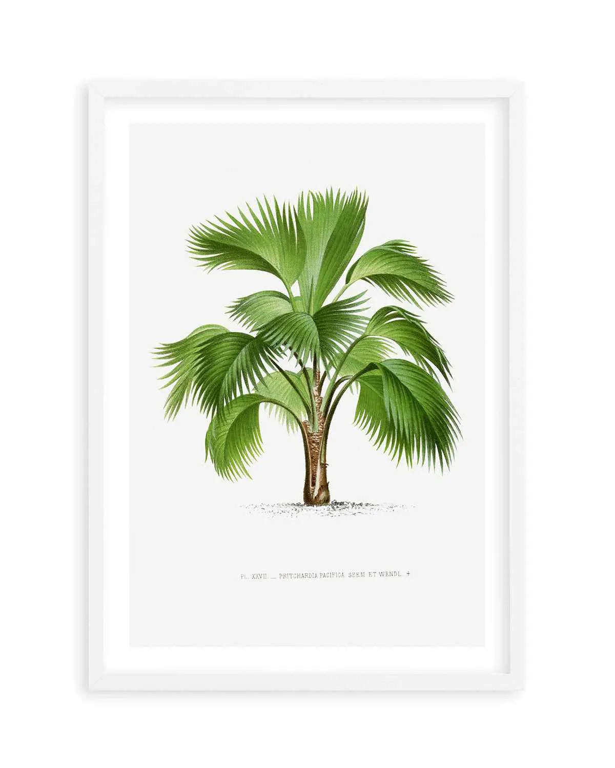 Pritchardia Pacifica Vintage Palm Poster Art Print from Olive et Oriel where you can shop wallpaper and artworks online