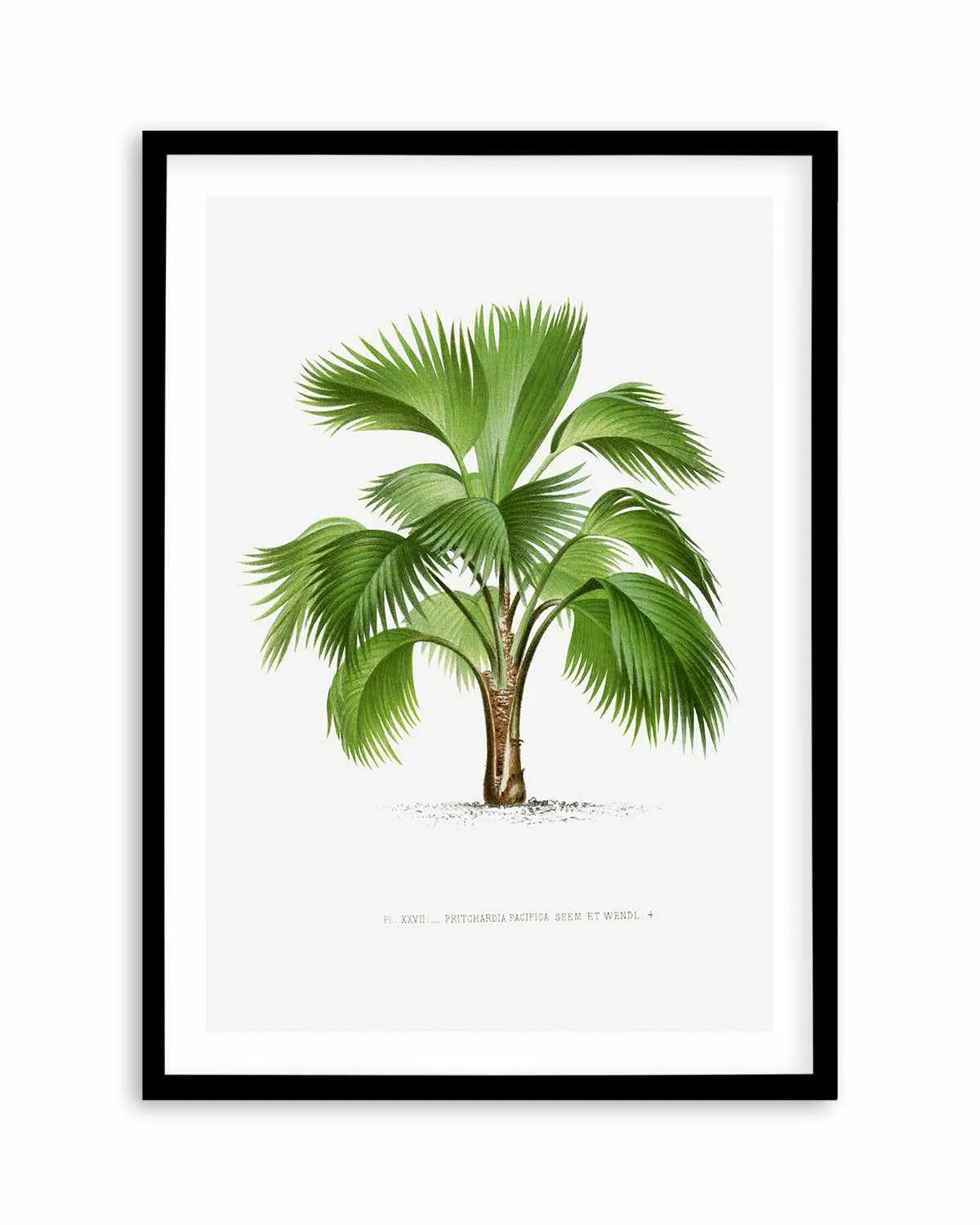Pritchardia Pacifica Vintage Palm Poster Art Print from Olive et Oriel where you can shop wallpaper and artworks online