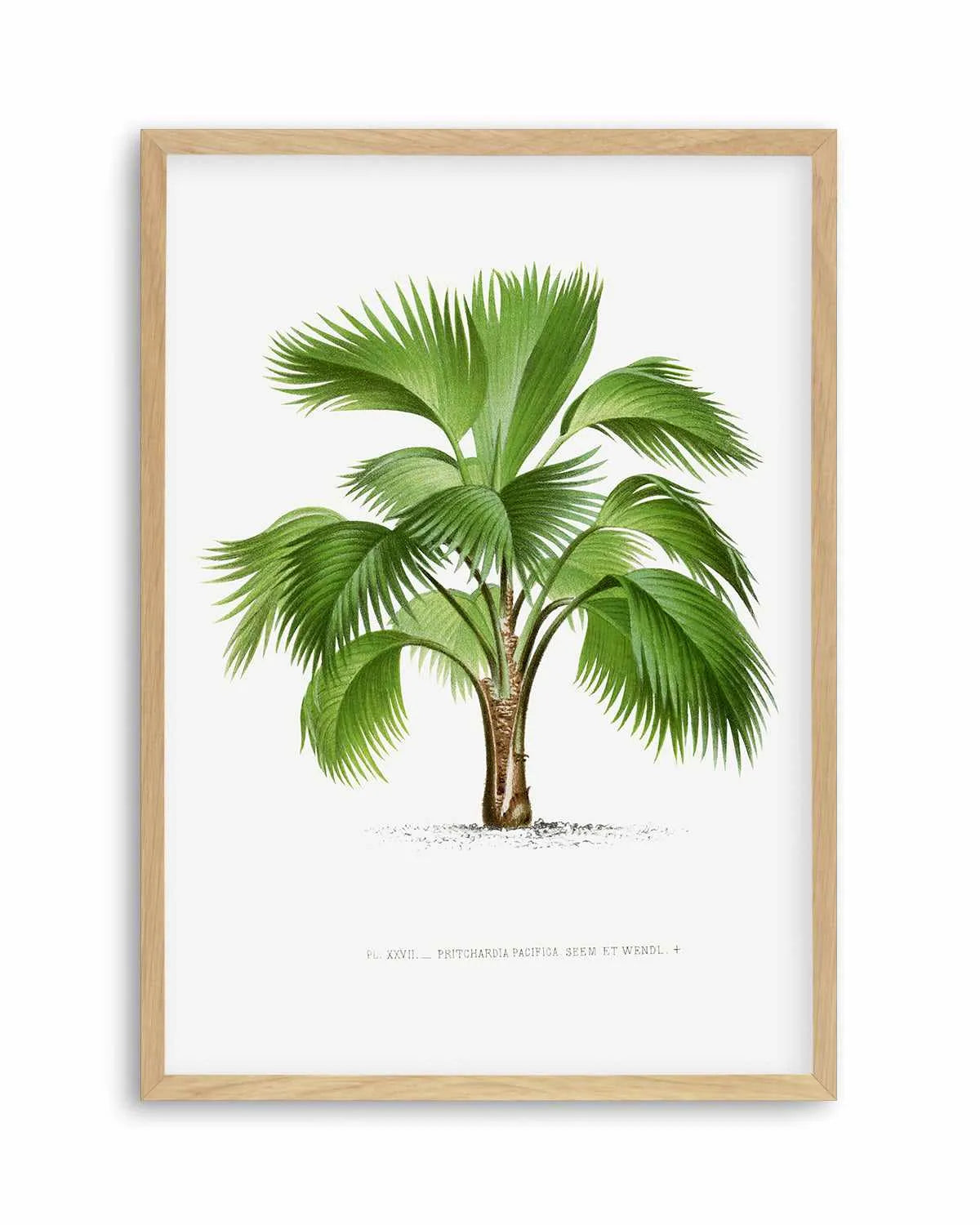 Pritchardia Pacifica Vintage Palm Poster Art Print from Olive et Oriel where you can shop wallpaper and artworks online