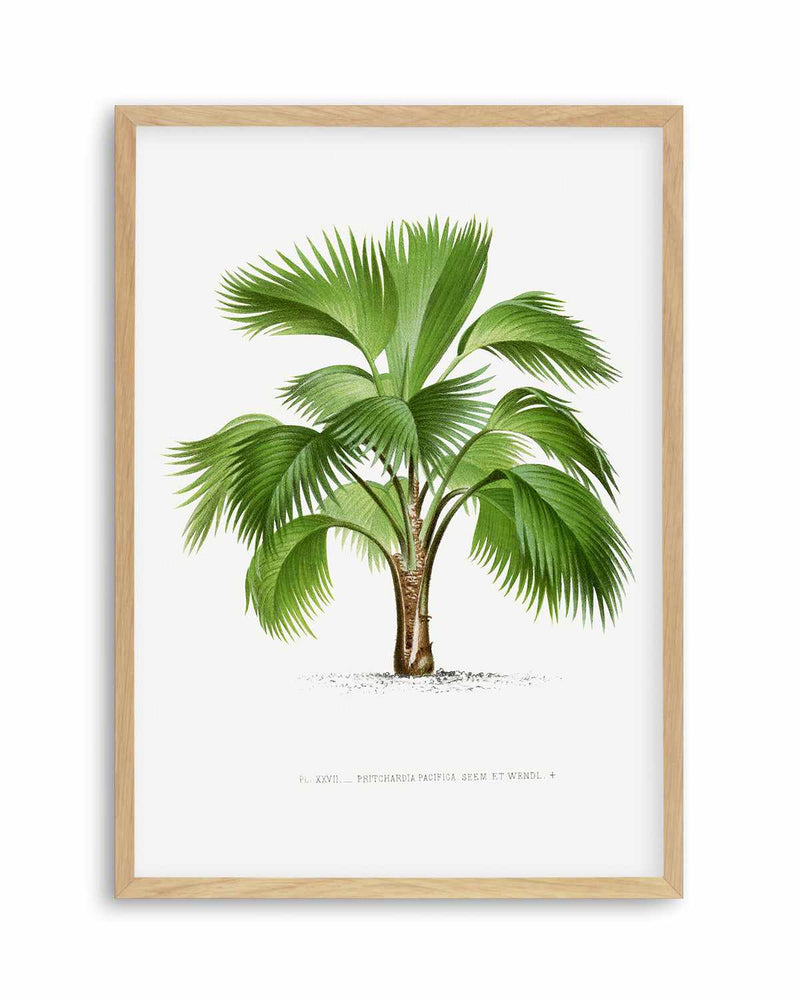 Pritchardia Pacifica Vintage Palm Poster Art Print