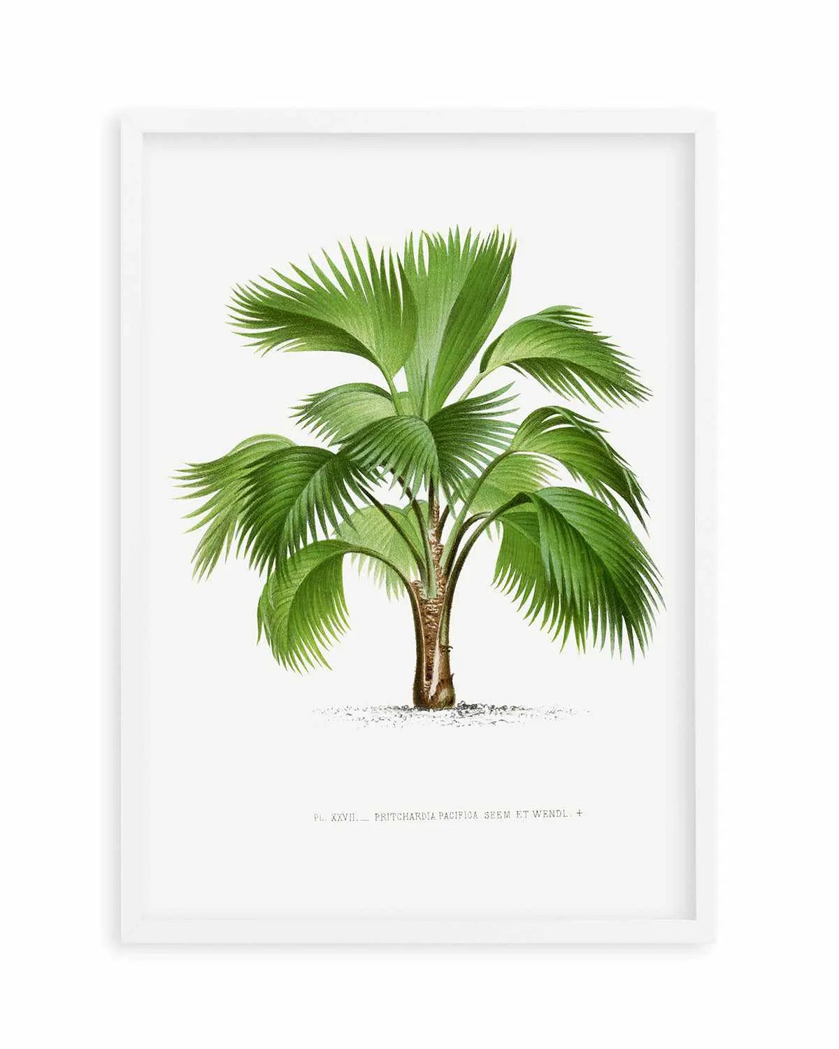 Pritchardia Pacifica Vintage Palm Poster Art Print from Olive et Oriel where you can shop wallpaper and artworks online