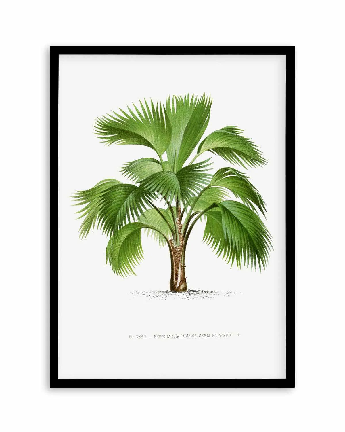 Pritchardia Pacifica Vintage Palm Poster Art Print from Olive et Oriel where you can shop wallpaper and artworks online