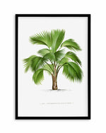 Pritchardia Pacifica Vintage Palm Poster Art Print