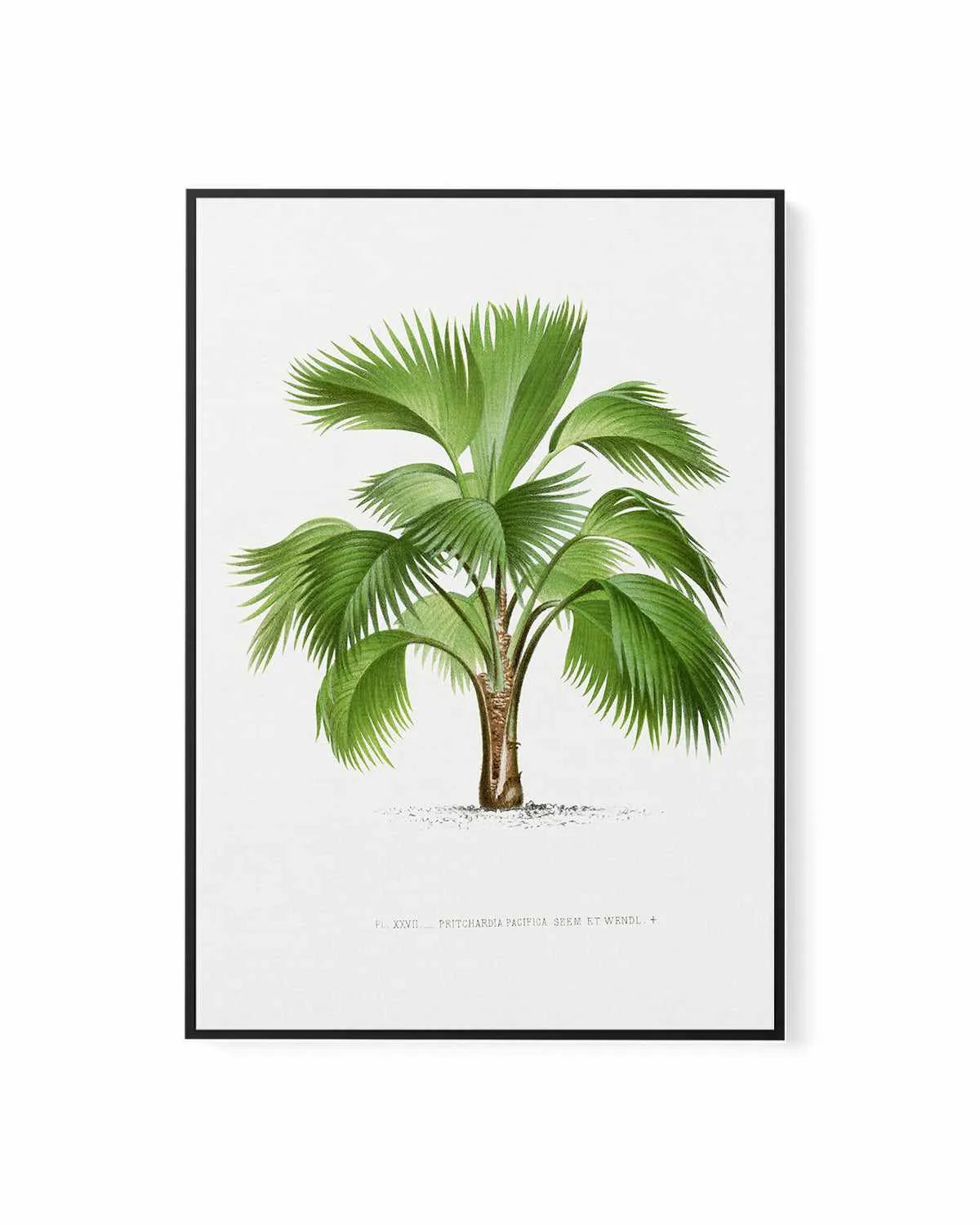 Pritchardia Pacifica Vintage Palm Poster | Framed Canvas Art Print from Olive et Oriel where you can shop wallpaper and artworks online