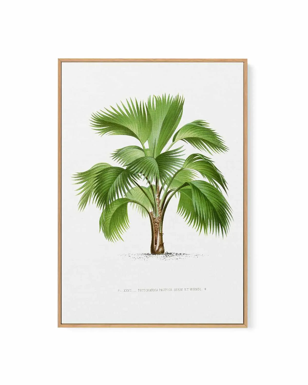 Pritchardia Pacifica Vintage Palm Poster | Framed Canvas Art Print from Olive et Oriel where you can shop wallpaper and artworks online