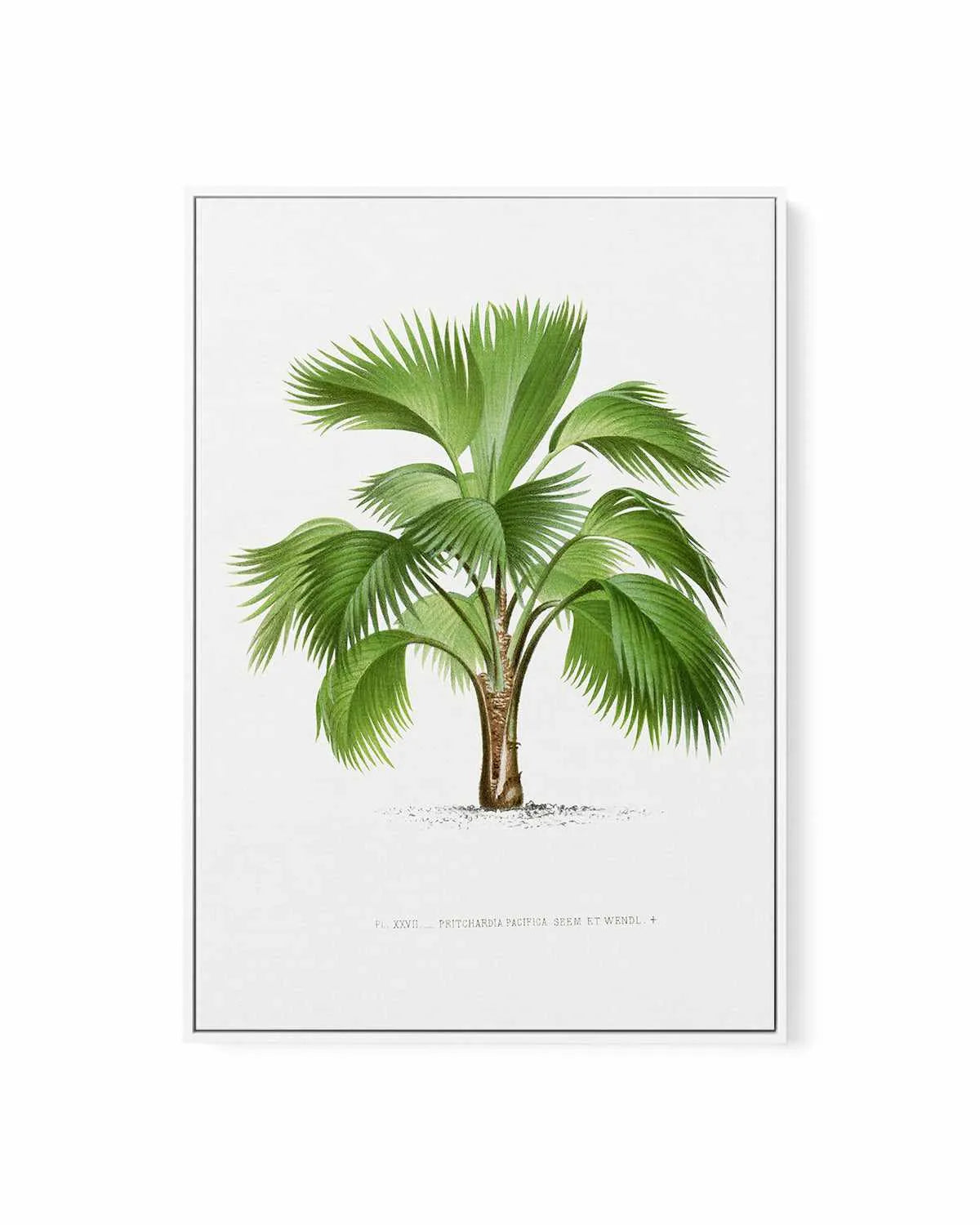 Pritchardia Pacifica Vintage Palm Poster | Framed Canvas Art Print from Olive et Oriel where you can shop wallpaper and artworks online