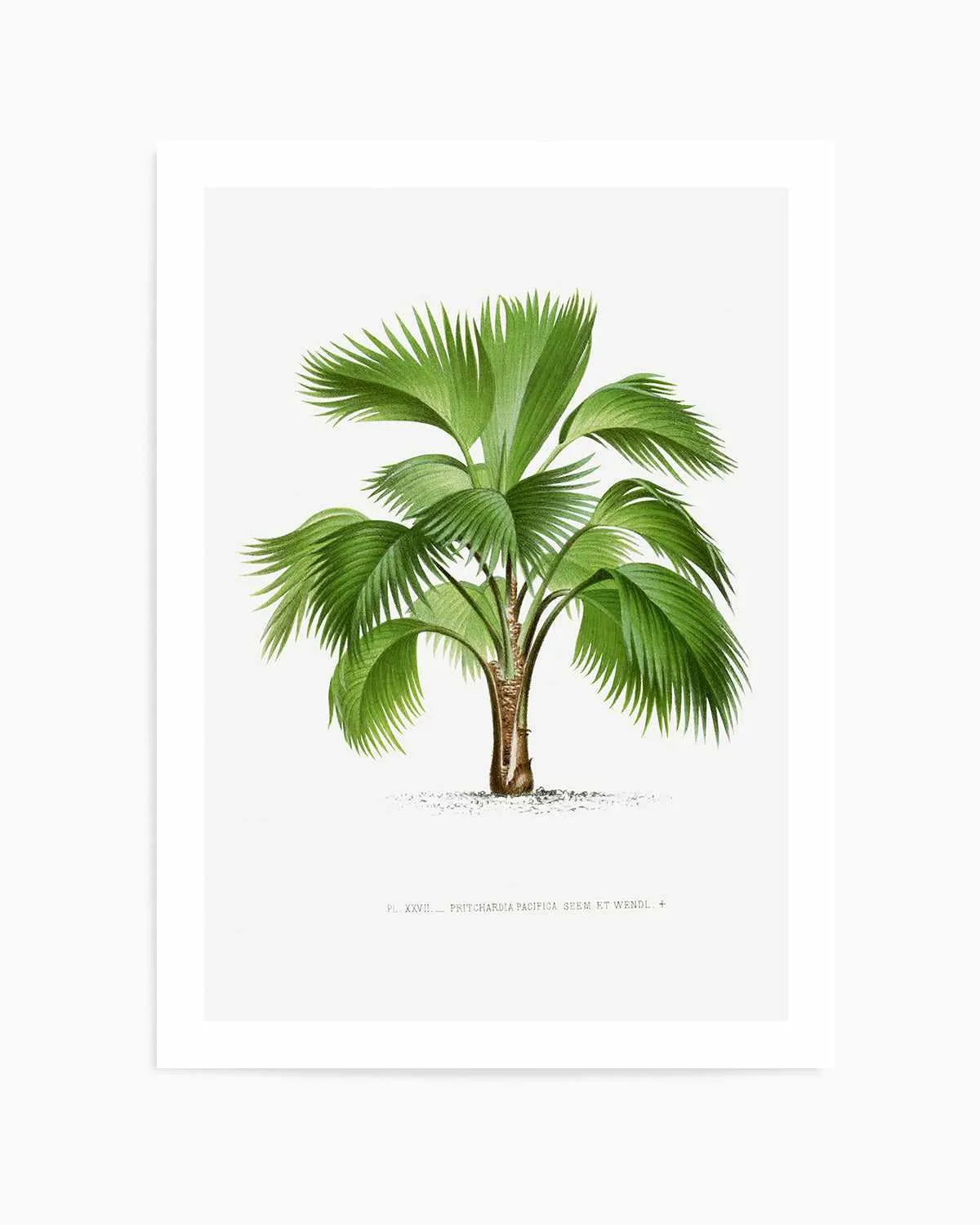 Pritchardia Pacifica Vintage Palm Poster Art Print from Olive et Oriel where you can shop wallpaper and artworks online