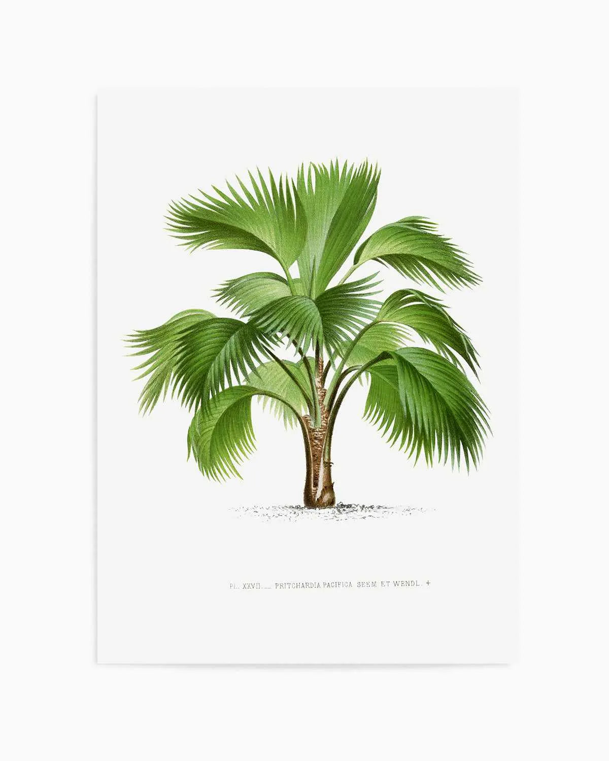 Pritchardia Pacifica Vintage Palm Poster Art Print from Olive et Oriel where you can shop wallpaper and artworks online
