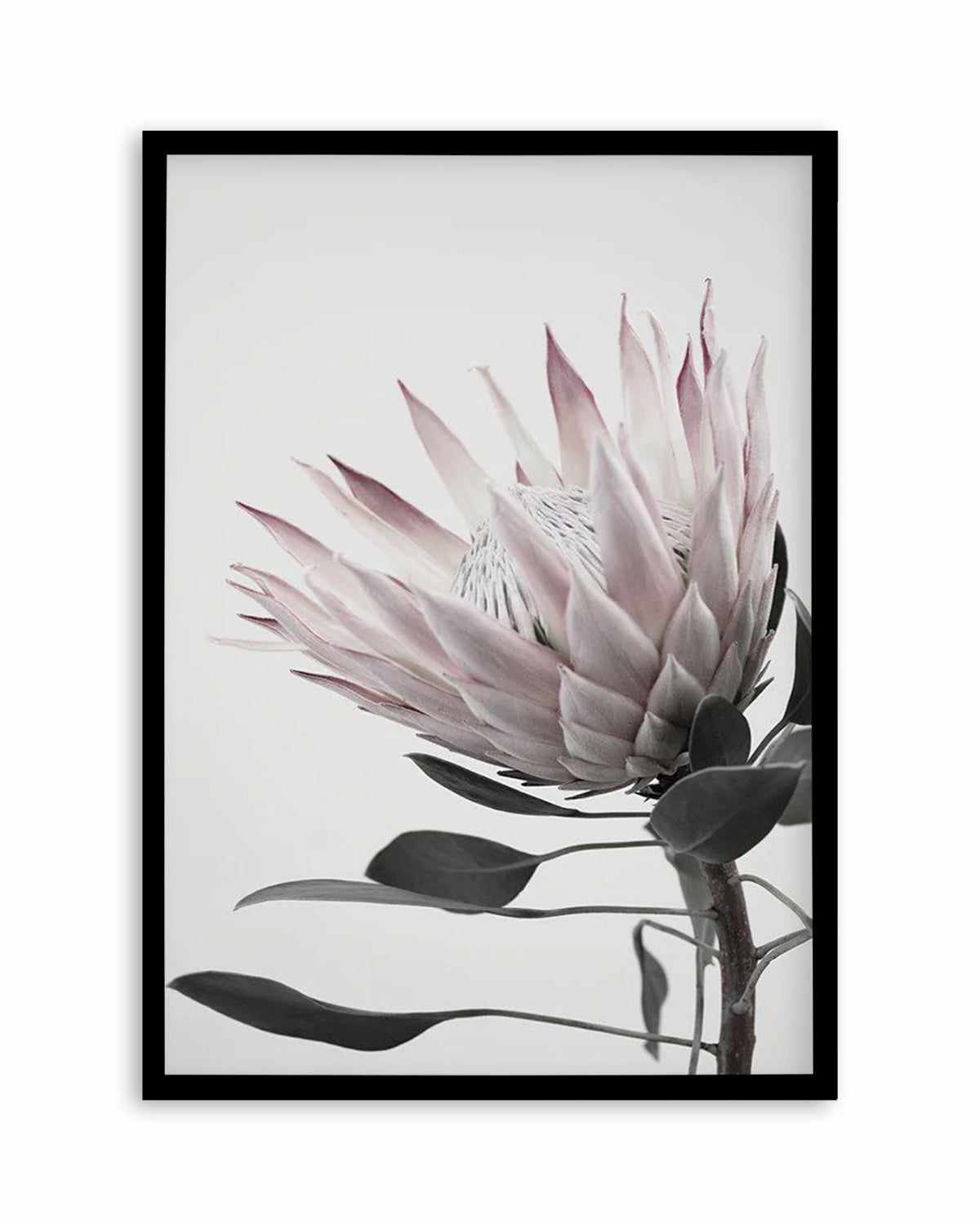 Protea Lumiere Art Print