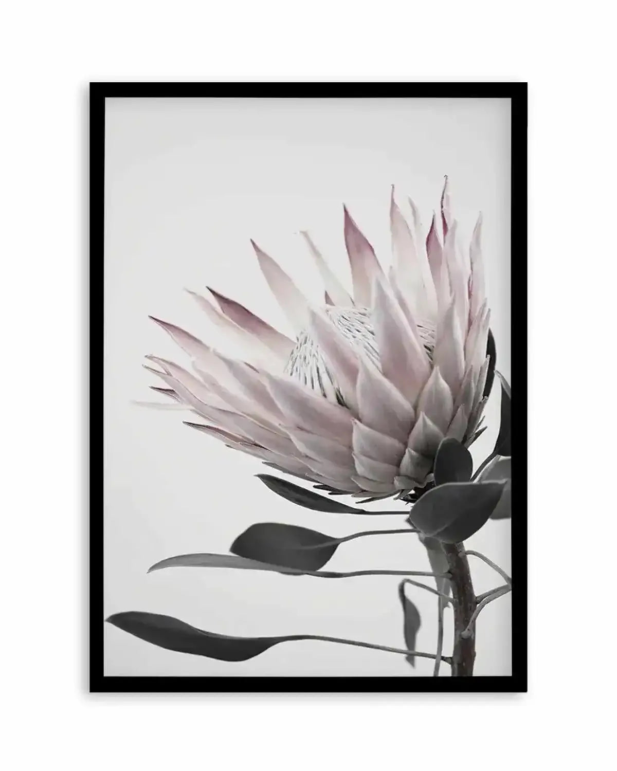 Protea Lumiere Art Print from Olive et Oriel where you can shop wallpaper and artworks online