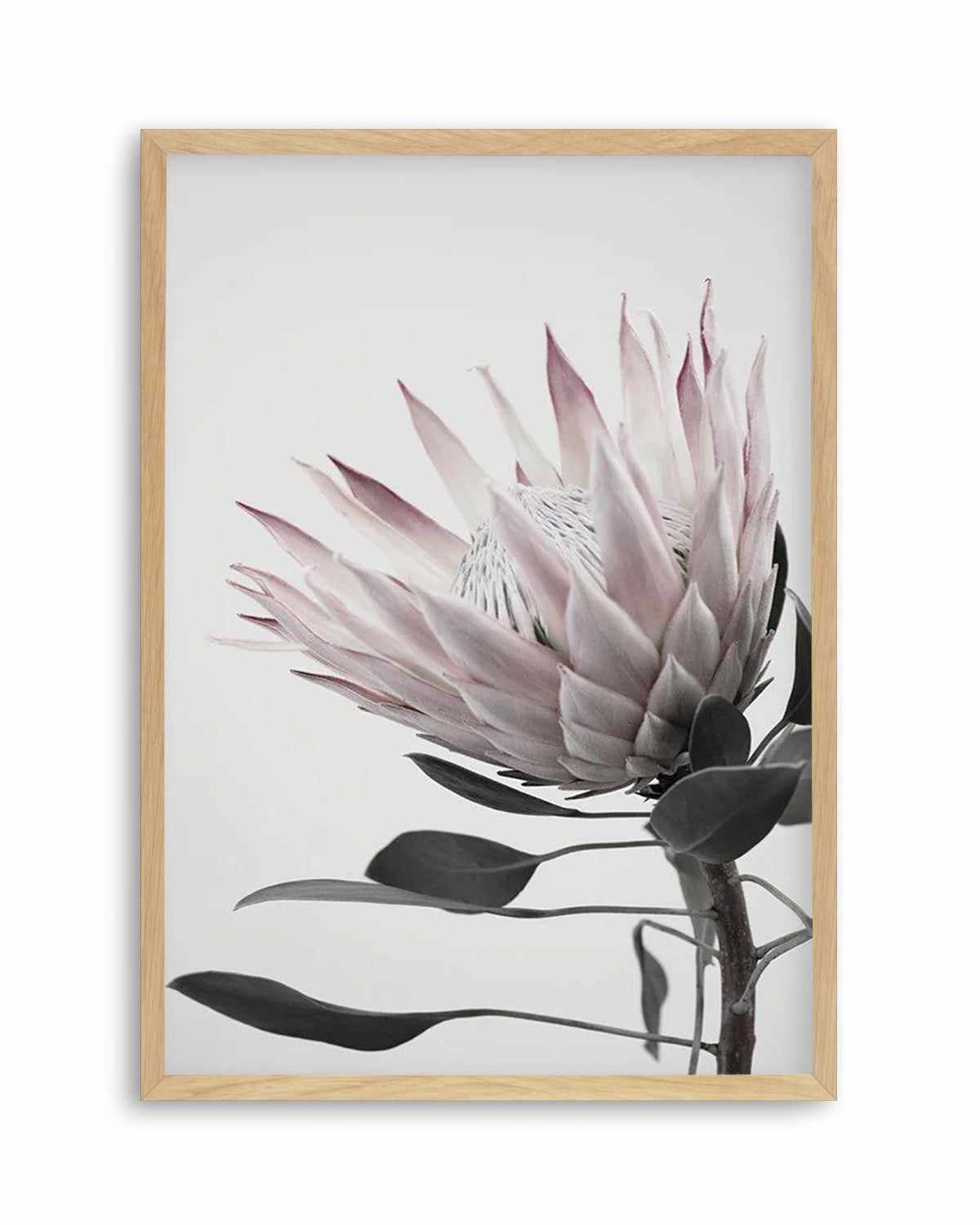 Protea Lumiere Art Print