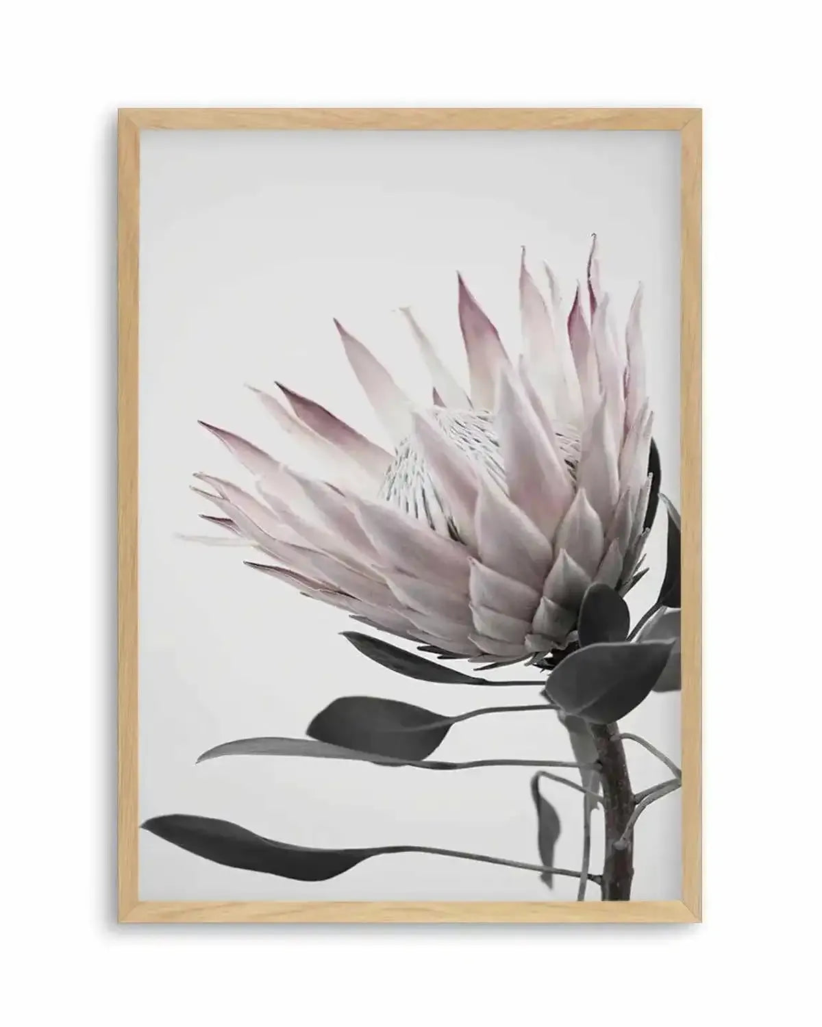 Protea Lumiere Art Print from Olive et Oriel where you can shop wallpaper and artworks online