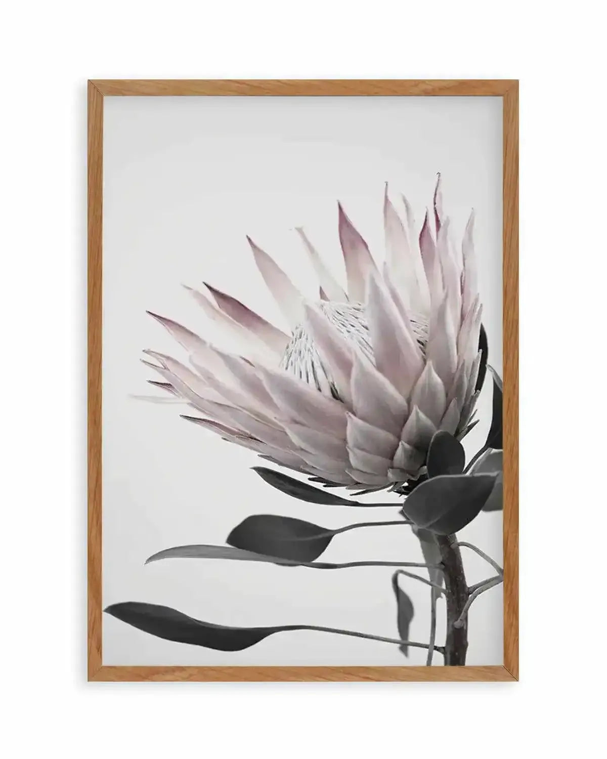 Protea Lumiere Art Print from Olive et Oriel where you can shop wallpaper and artworks online