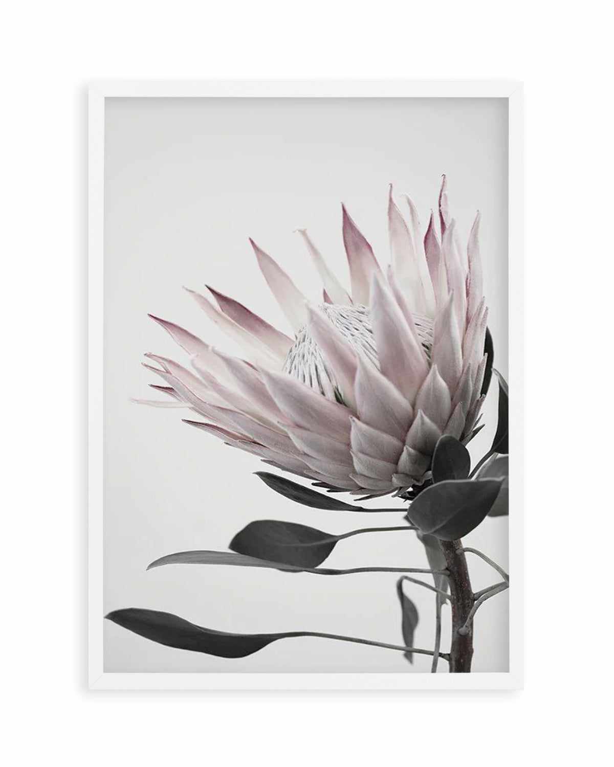 Protea Lumiere Art Print