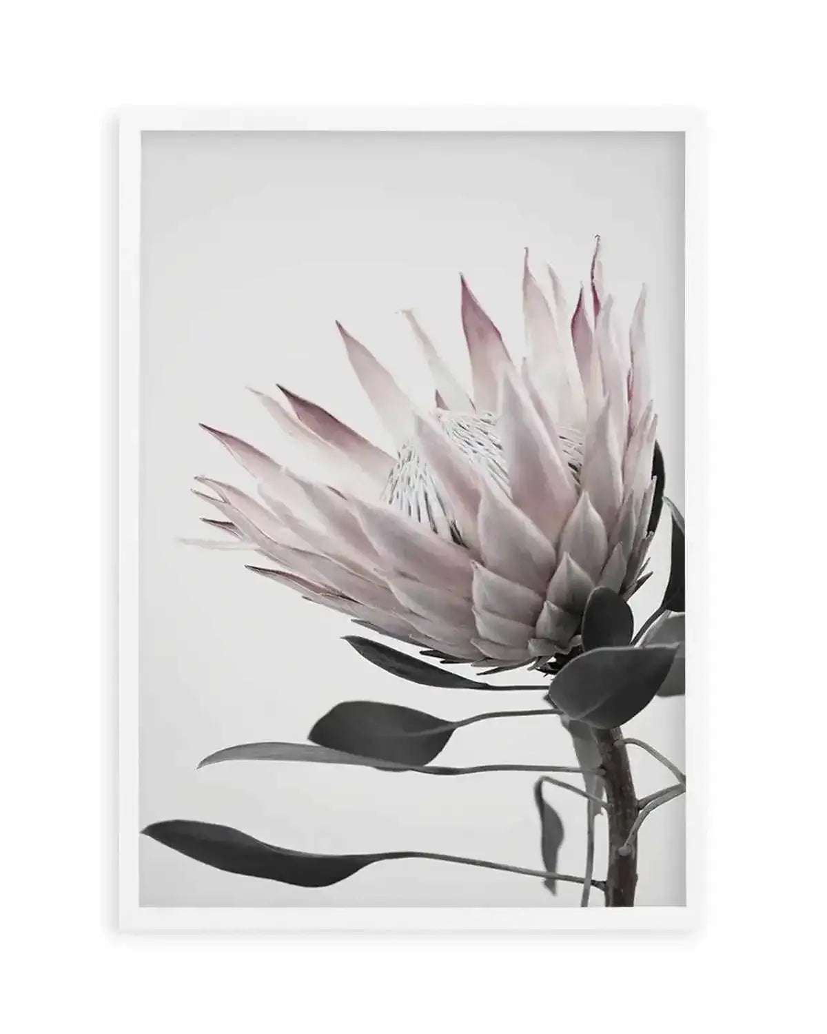 Protea Lumiere Art Print from Olive et Oriel where you can shop wallpaper and artworks online