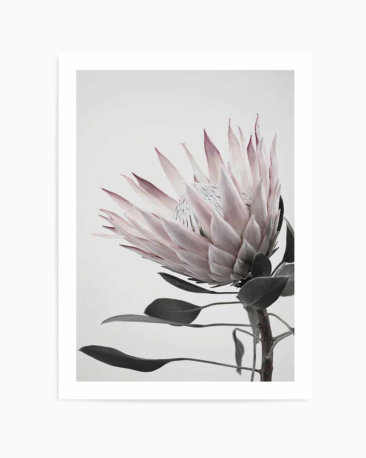 Protea Lumiere Art Print