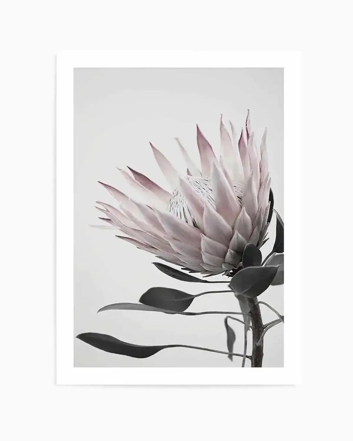 Protea Lumiere Art Print from Olive et Oriel where you can shop wallpaper and artworks online