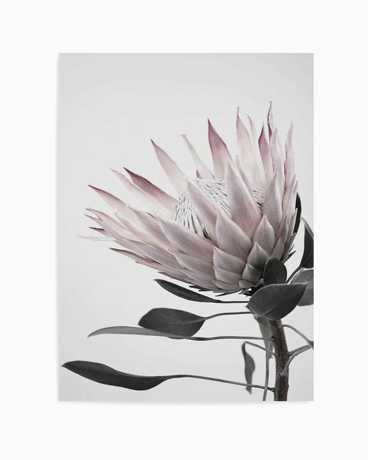 Protea Lumiere Art Print