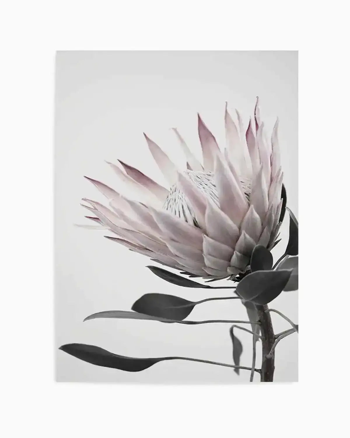 Protea Lumiere Art Print from Olive et Oriel where you can shop wallpaper and artworks online