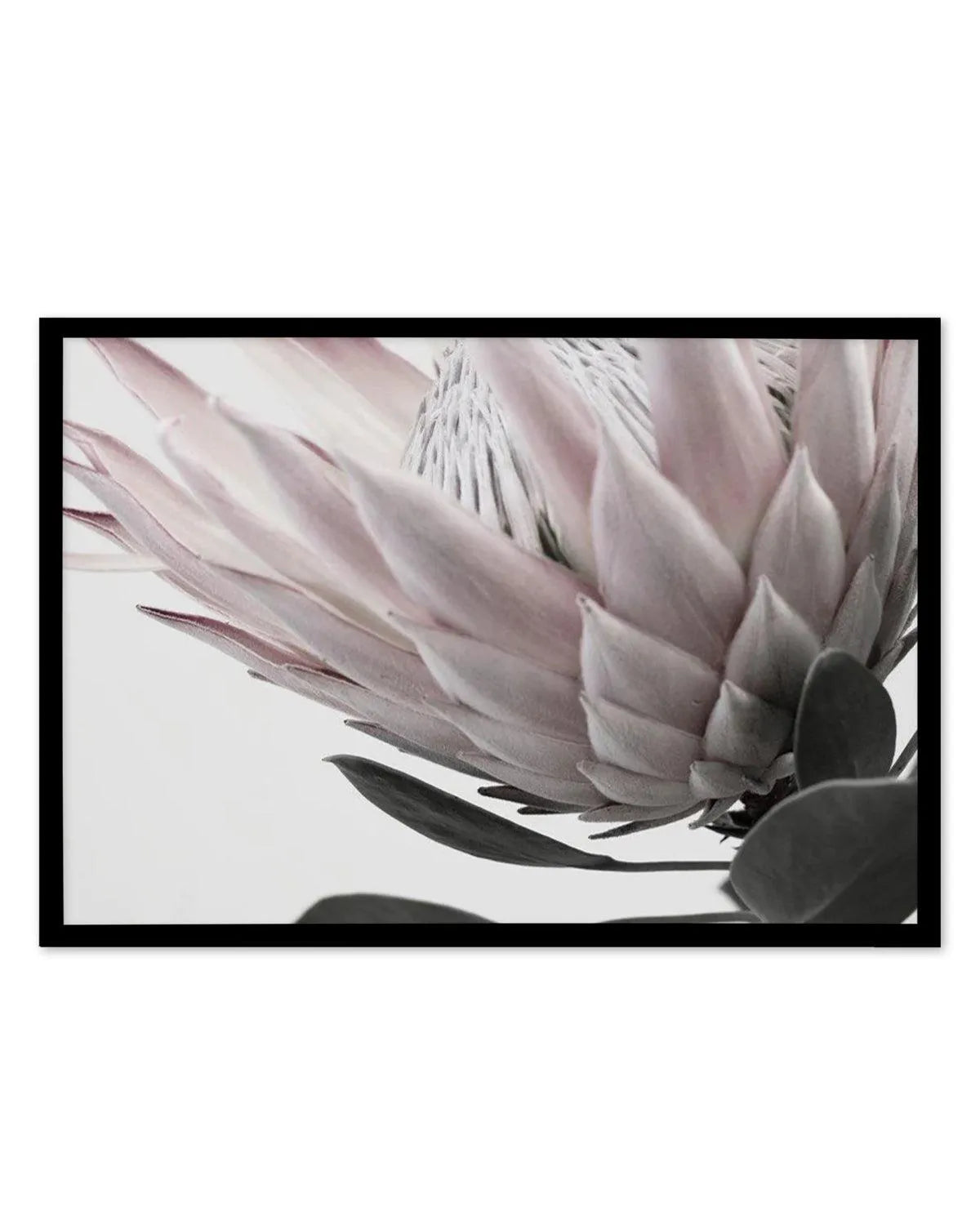 Protea Lumiere | LS from Olive et Oriel where you can shop wallpaper and artworks online