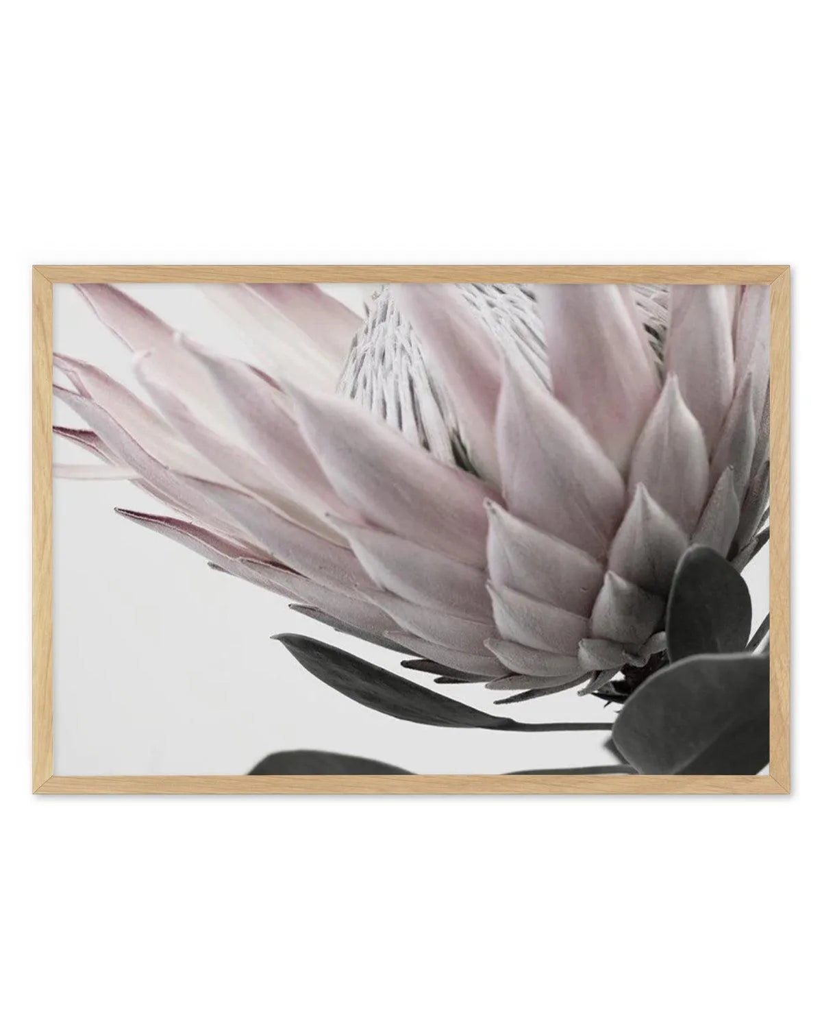 Protea Lumiere | LS from Olive et Oriel where you can shop wallpaper and artworks online