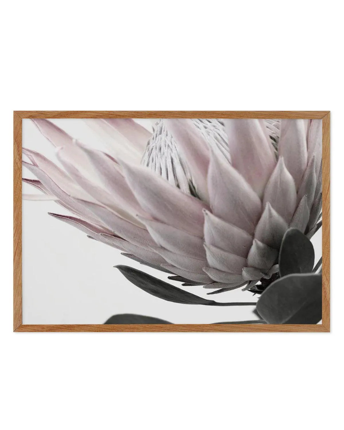 Protea Lumiere | LS from Olive et Oriel where you can shop wallpaper and artworks online