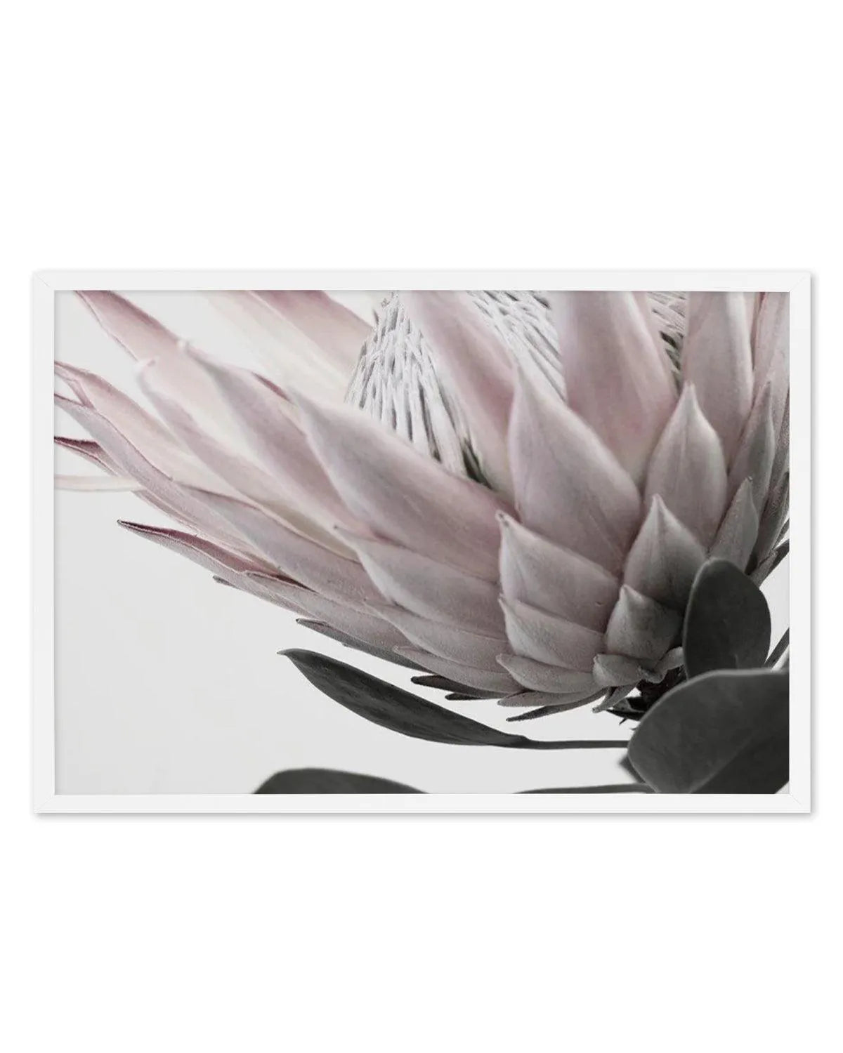 Protea Lumiere | LS from Olive et Oriel where you can shop wallpaper and artworks online