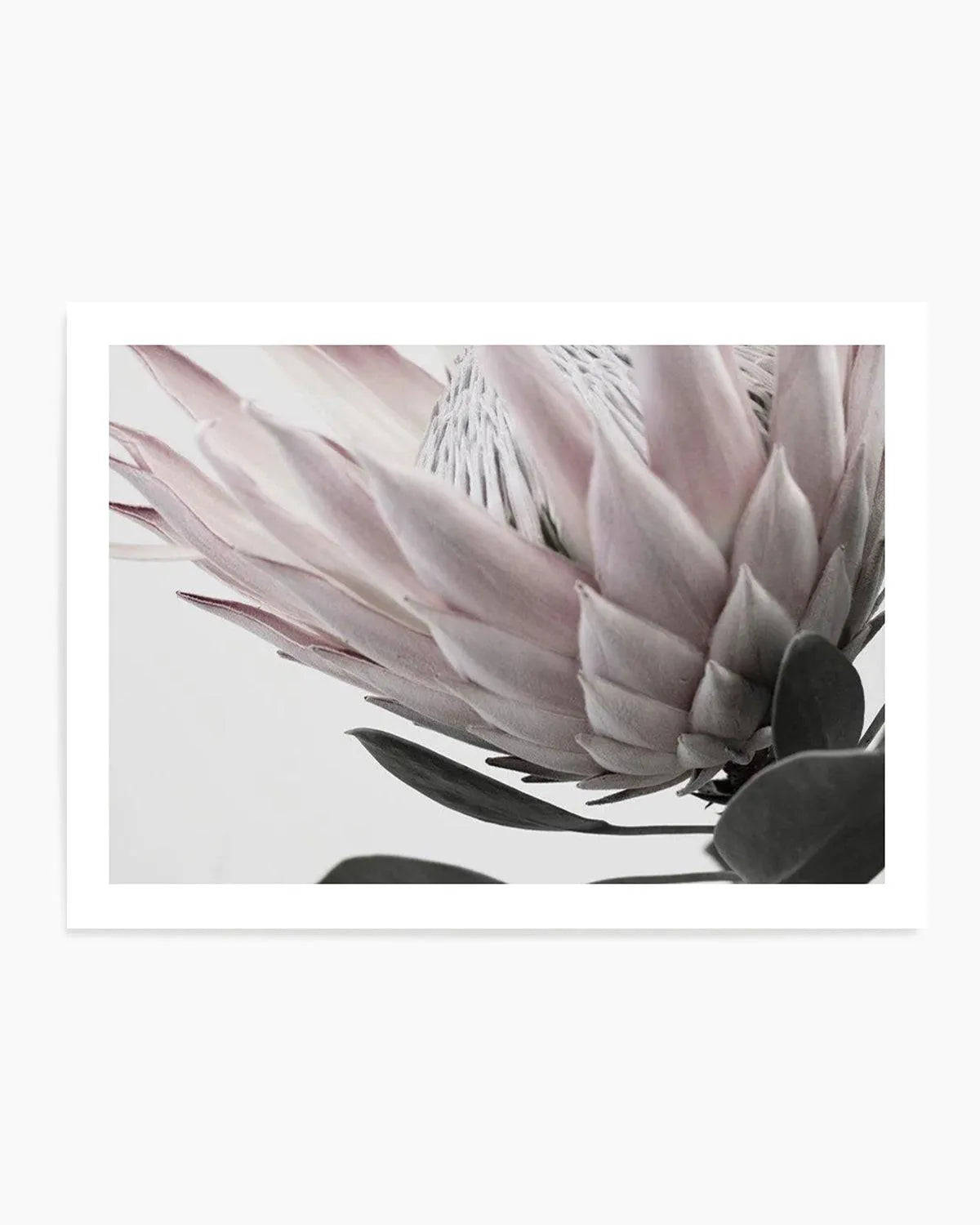 Protea Lumiere | LS from Olive et Oriel where you can shop wallpaper and artworks online