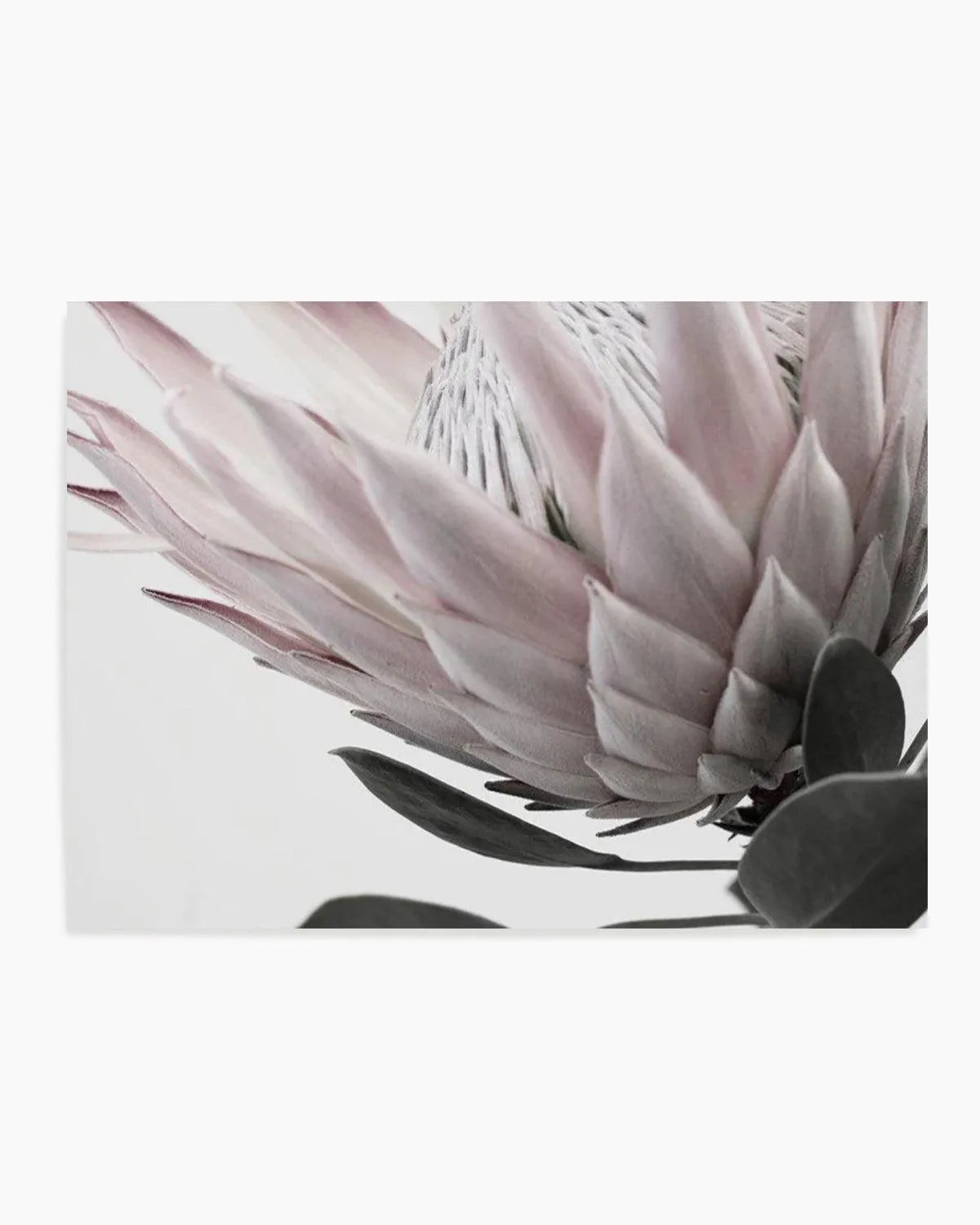 Protea Lumiere | LS from Olive et Oriel where you can shop wallpaper and artworks online