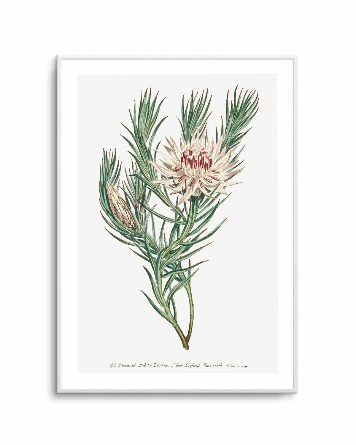 Protea Vintage Illustration Art Print