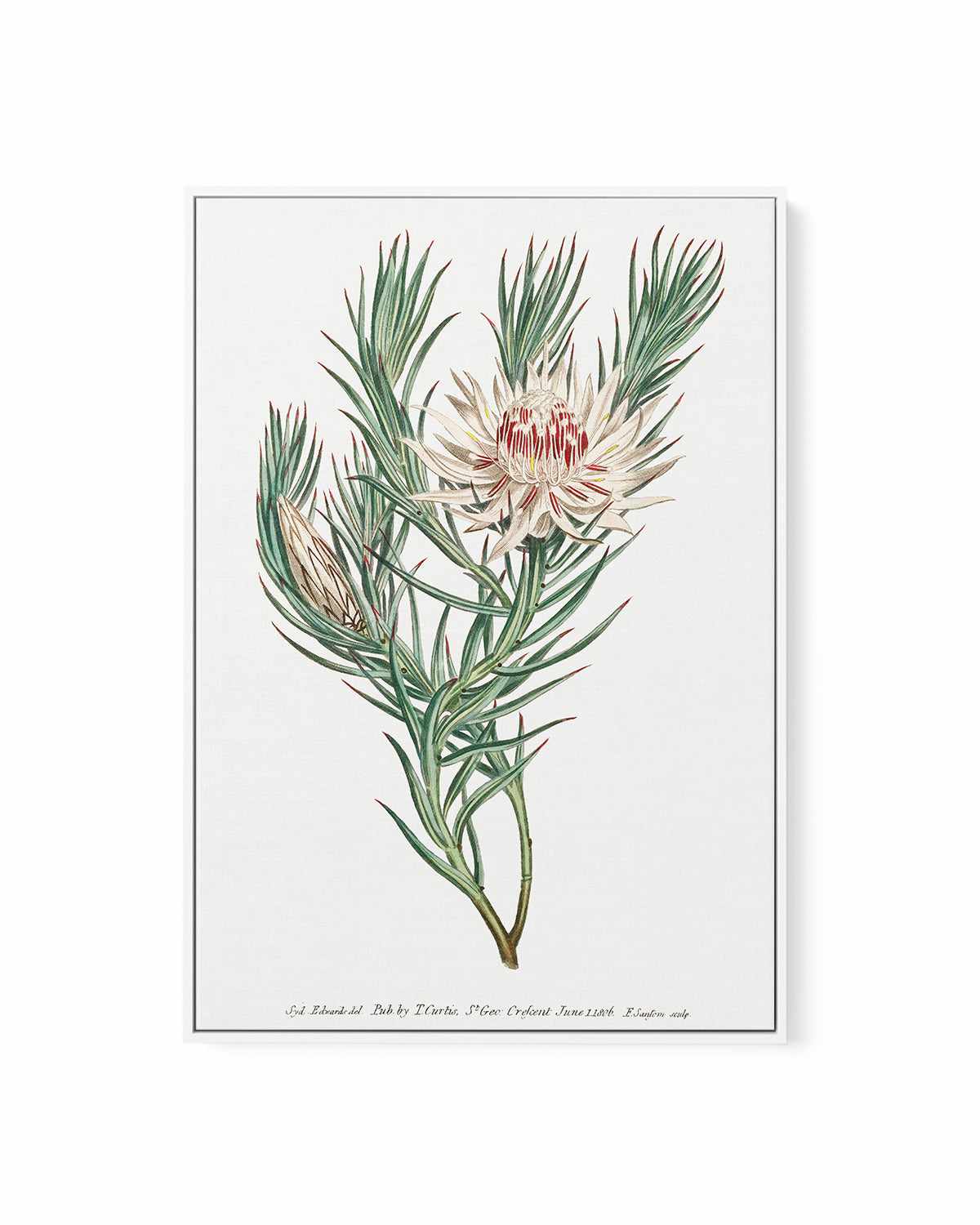 Protea Vintage Illustration | Framed Canvas Art Print