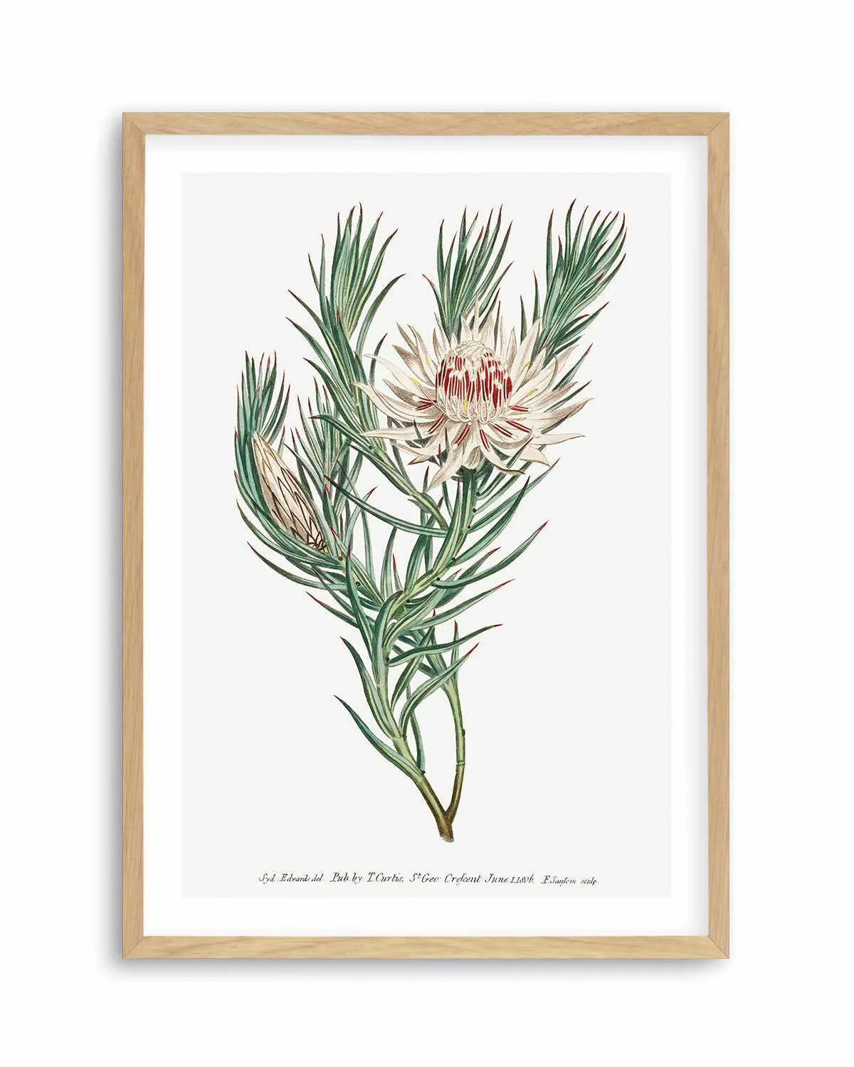 Protea Vintage Illustration Art Print from Olive et Oriel where you can shop wallpaper and artworks online