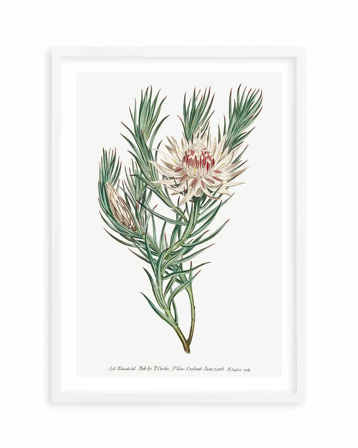 Protea Vintage Illustration Art Print from Olive et Oriel where you can shop wallpaper and artworks online