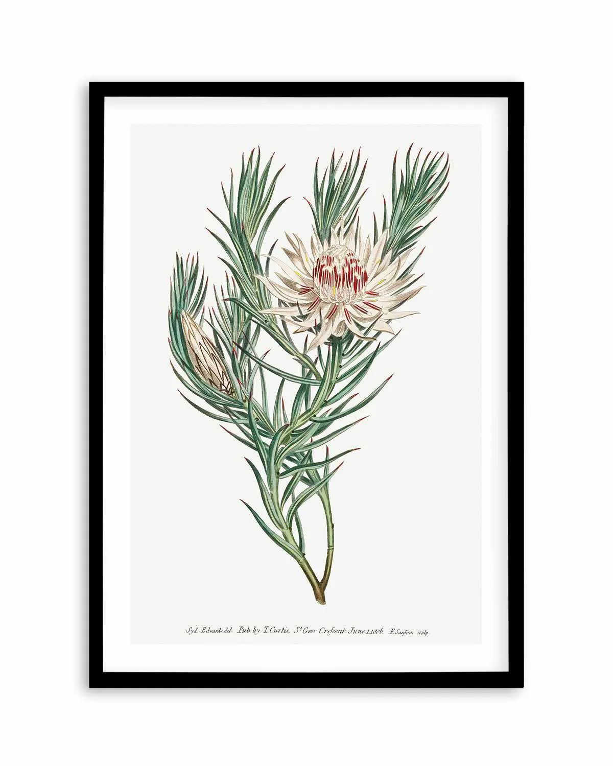 Protea Vintage Illustration Art Print from Olive et Oriel where you can shop wallpaper and artworks online