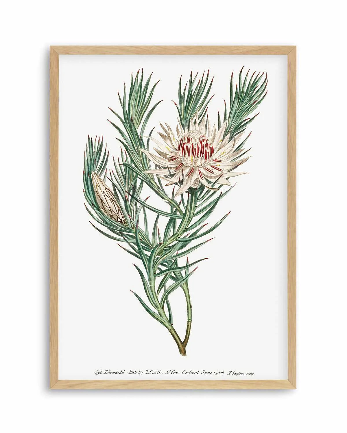 Protea Vintage Illustration Art Print from Olive et Oriel where you can shop wallpaper and artworks online